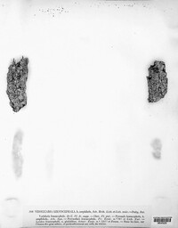 Image of Lecanactis abietina
